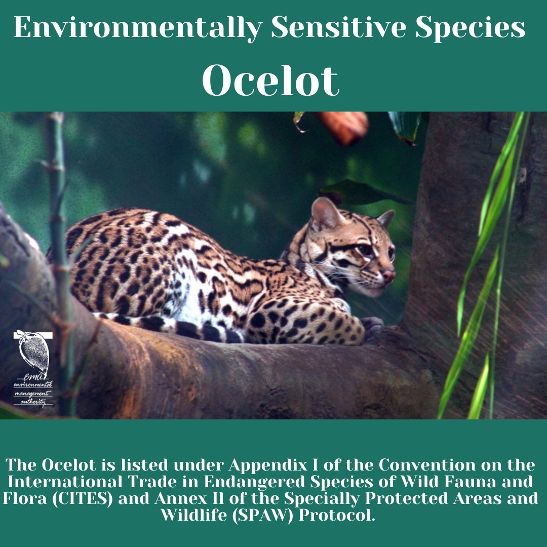 emauthority's tweet photo. Environmentally Sensitive Species: Ocelot. For more information on the Ocelot and other Environmentally Sensitive Species, please visit: https://t.co/T39kUgOblX https://t.co/g1KVivJcWx