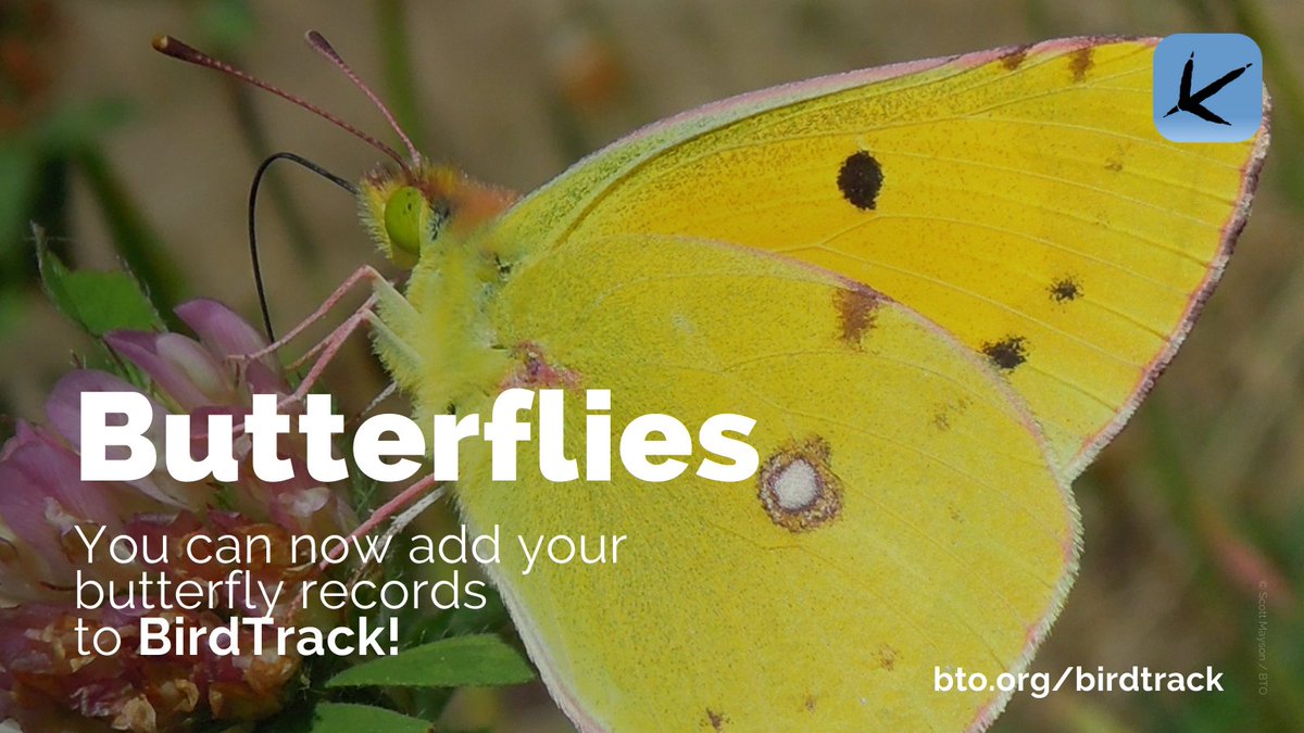 You can now add your butterfly records to #BirdTrack via the website, with over 9,500 records added so far it is already proving popular.