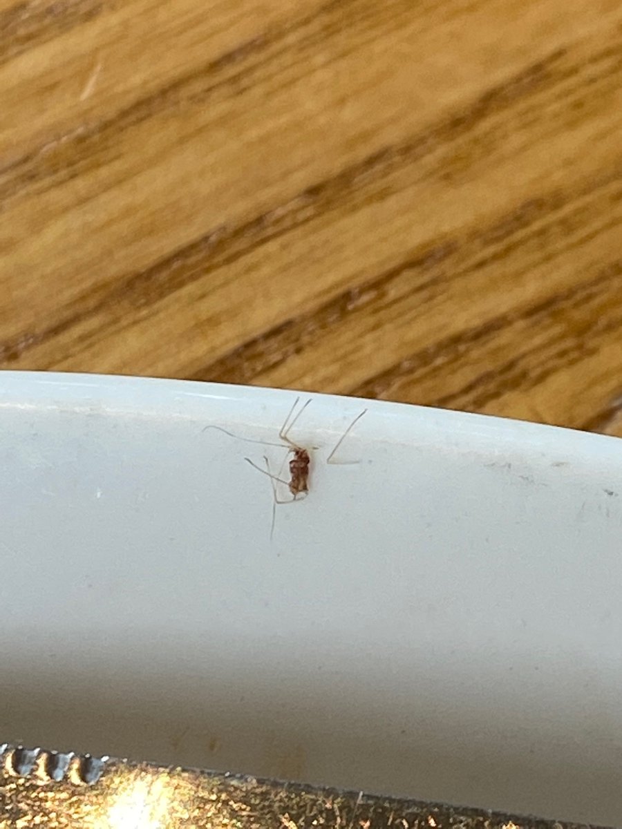 ShannnonF's tweet photo. @brewersfayre I’m all for extra protein but a squashed spider on my plate at your Stourbridge facility was a bit too far 🤮 https://t.co/cLbjfTDUVW