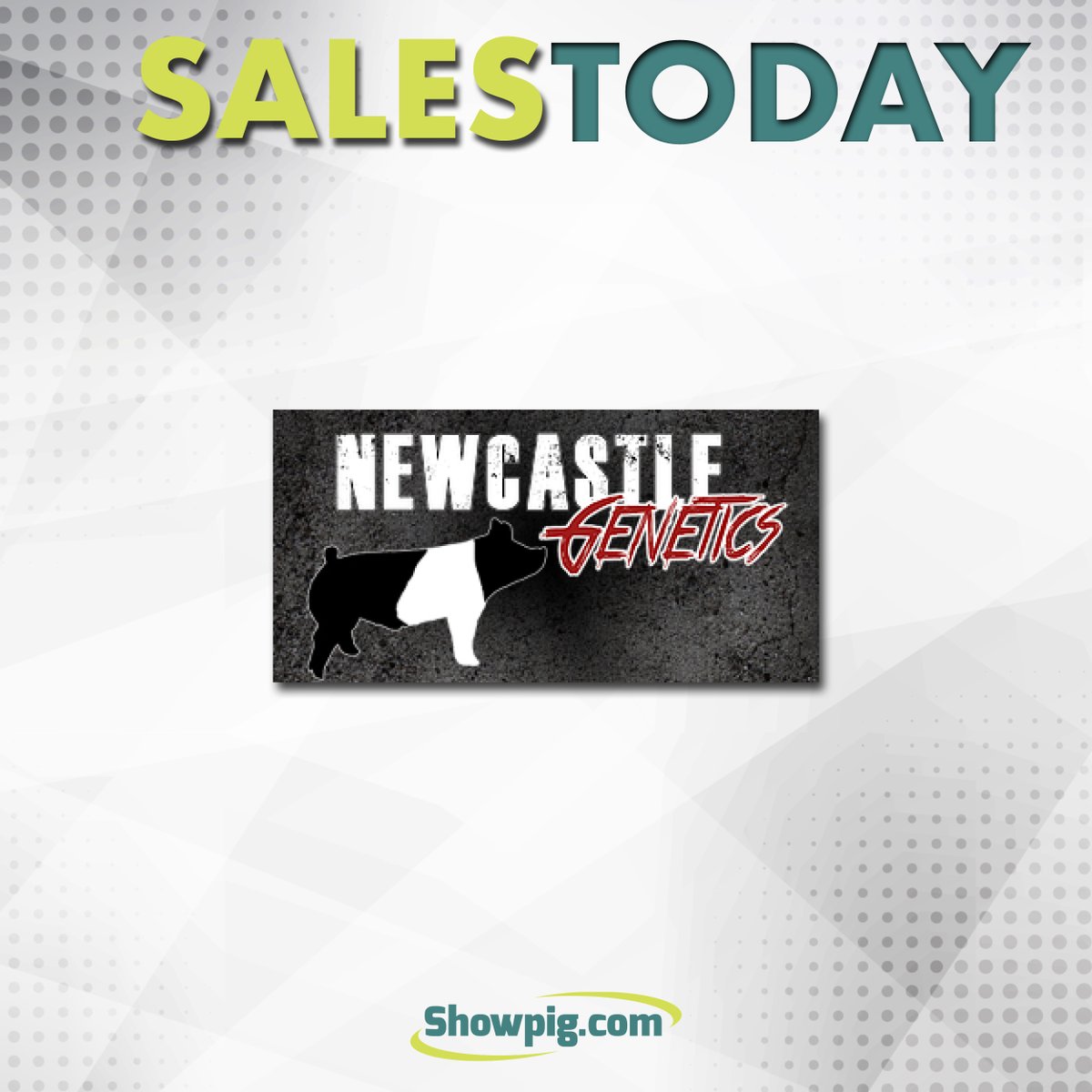 Showpig.com tweet media