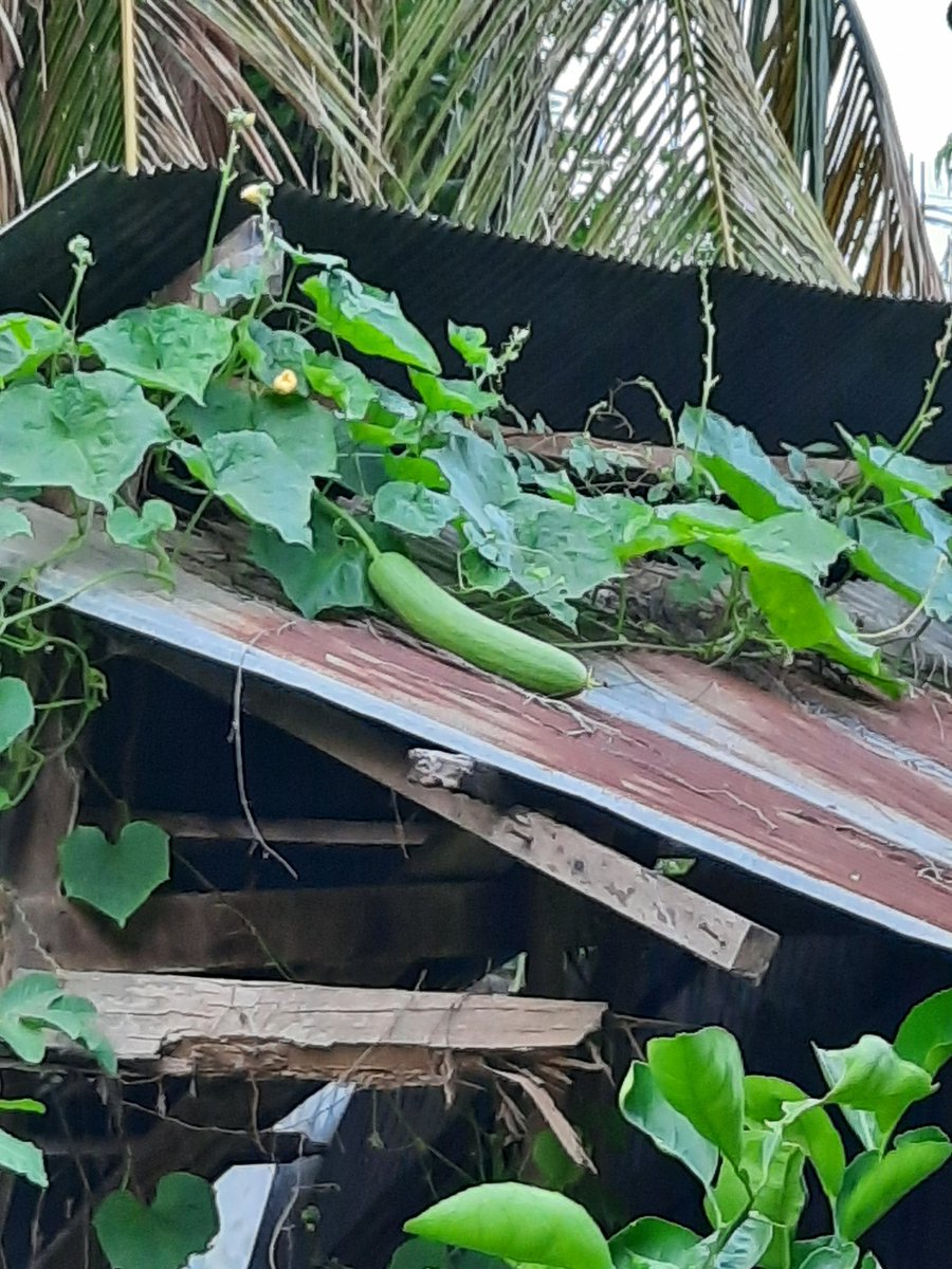 Bunsa Sean (@bunsasean) on Twitter photo 