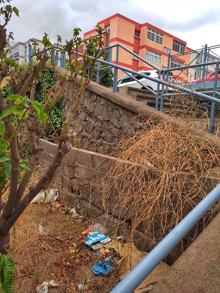 AavvAvelca's tweet photo. Estado de los jardines de acceso al Bloque 54. Falta de mantenimiento de los jardines, falta de limpieza y una plaga de ratas. Hasta cuando? @aytolalaguna_es @LaLagunaSalud @LuisYeray_Psoe @ https://t.co/cwGErBJj6X