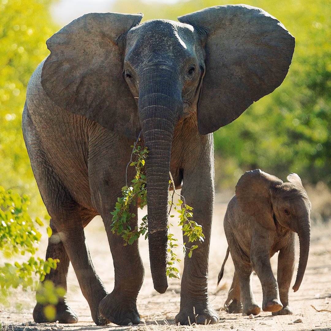 We are proud to support <a href="/12August_USA/">#WorldElephantDay</a>  on their 10th anniversary, as part of our ongoing commitment to protecting the natural world. 
Discover our live cam and see if you can spot any elephants: bit.ly/DeBeersGroup-L…

#debeers #buildingforever #worldelephantday