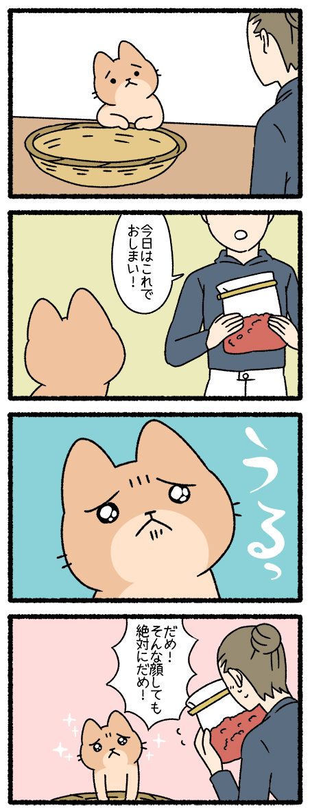 ねこようかい あずきあらい  #ねこようかい 