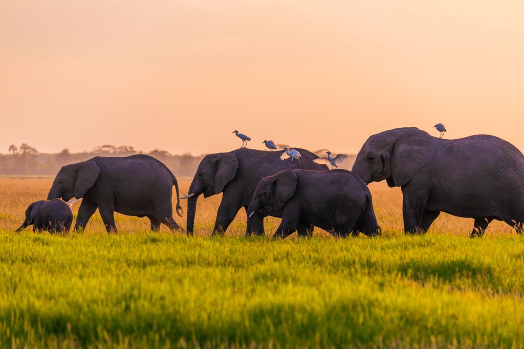 Happy World Elephant Day 🐘 

Did you know that Kenya hosts an estimated 10% of the worlds elephant population?

KWS is working towards protecting and conserving sustainable environment where these gentle giants can thrive. 

#WorldElephantDay 🐘
#ZuruNaKWS