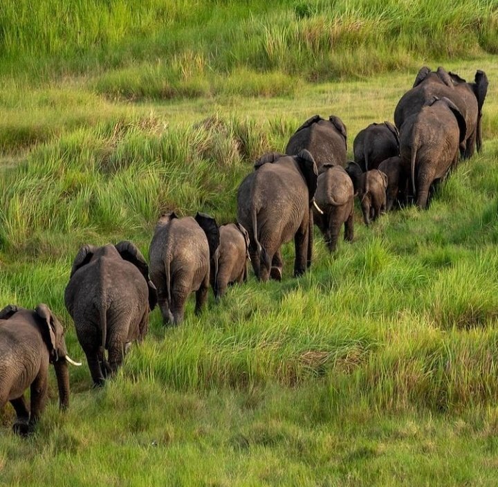 Because it's World 🌎 Elephant 🐘 Day today...
#Elephants #elephantday 
#VisitUganda 🇺🇬🇺🇬🇺🇬