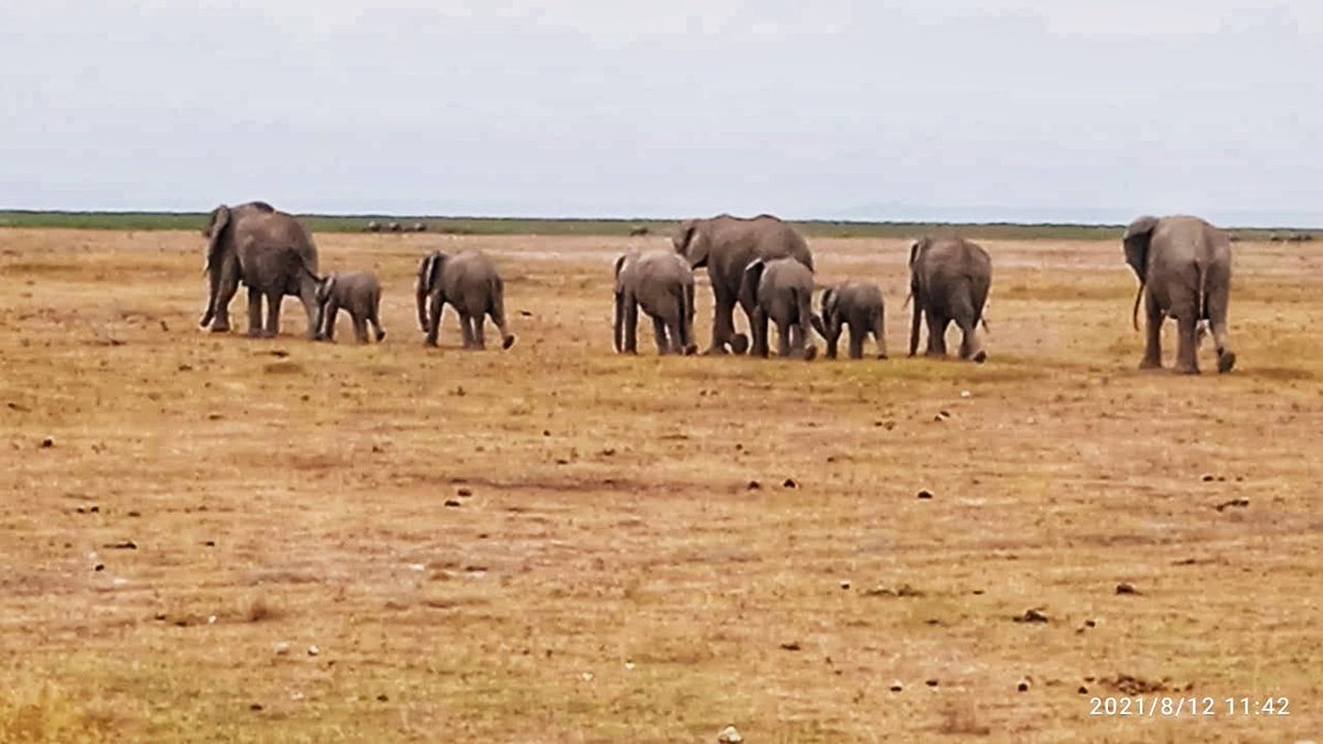 To mark #WORLDELEPHANTDAY, we have taken the #WildlifeWarriors Kids Club from Inkoisuk Primary School - Kajiado County, to Amboseli National Park. We are grateful to @TPW_foundation for supporting our 'Taking Kids to the Park' initiative.