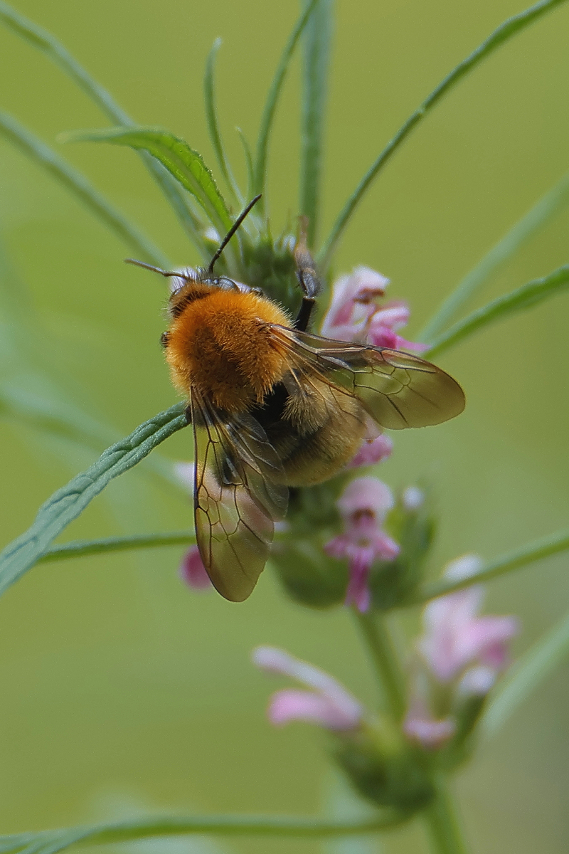 オオマルハナバチ