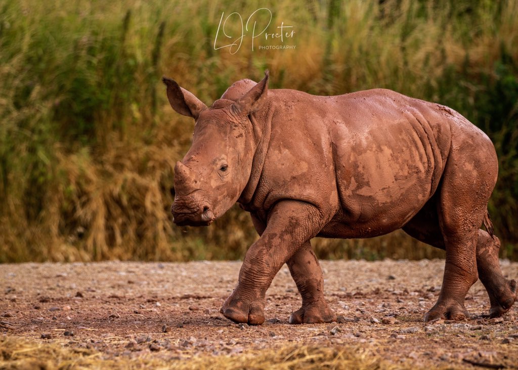 A lovely time had at @safarizoo #LakeDistrict #summer #animals #nature #NaturePhotography #conservation #savetheplanet #rhino #whiterhino #giraffe #raccoon #trashpanda #spectacledbear /#andeanbear