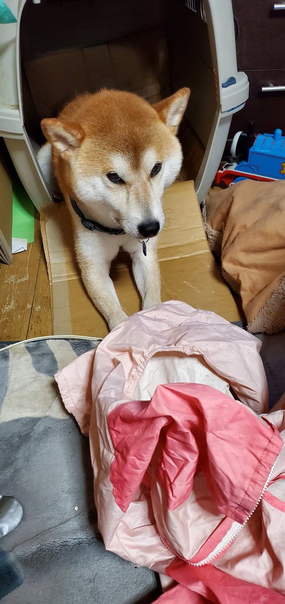 5nohaha's tweet photo. 雨だからレインコート出したらゲージに逃げた(笑)
着せたら固まって動かない
散歩は行きたいけど雨が嫌なんだよね。。
#柴犬 https://t.co/rGFzuqgNku