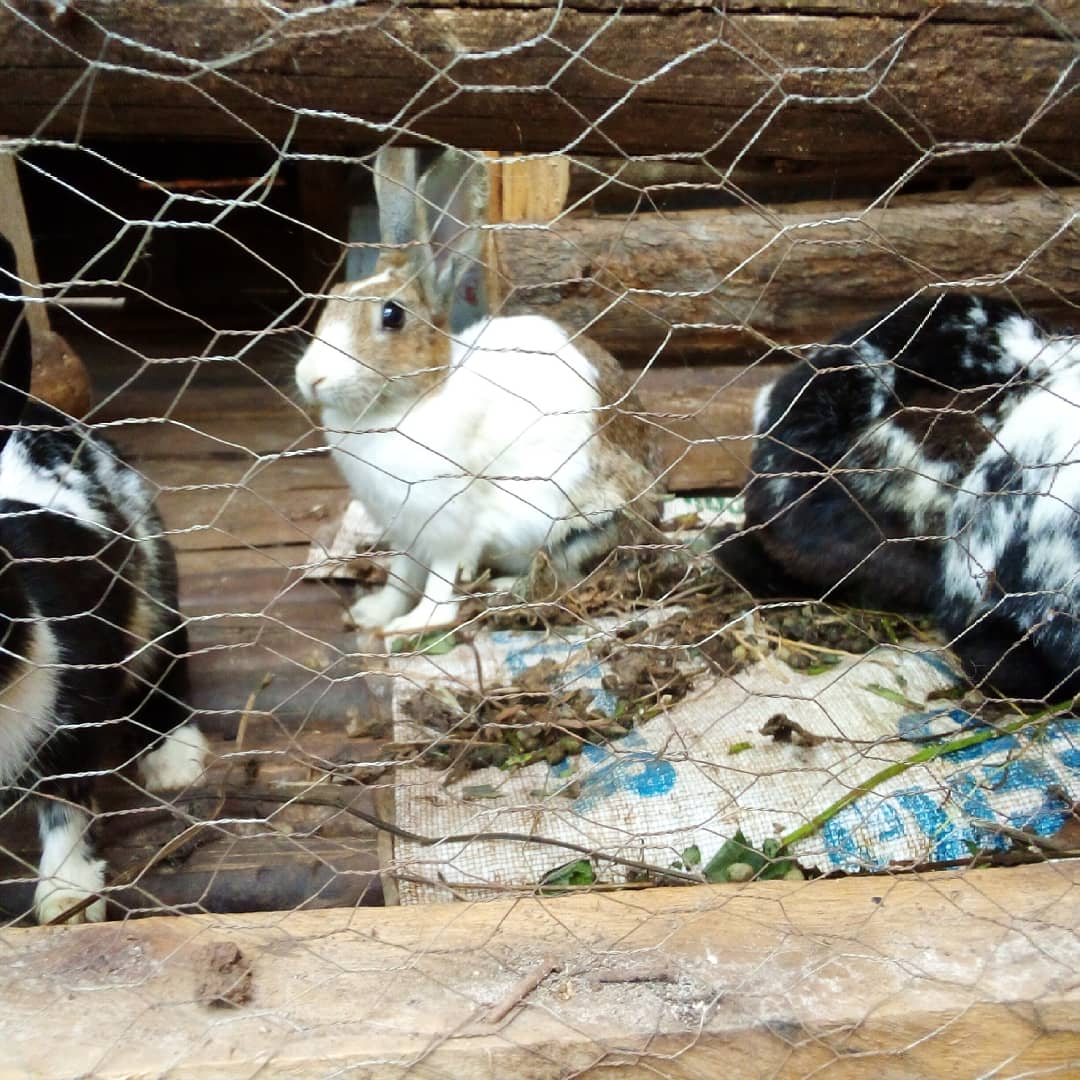 Animal Care Unit and Rescue Uganda ACURU (@animalcareunit) on Twitter photo 