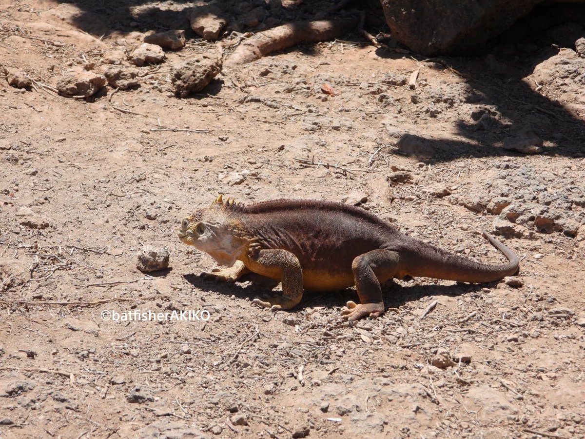 エクアドル Cerca Al Twitter