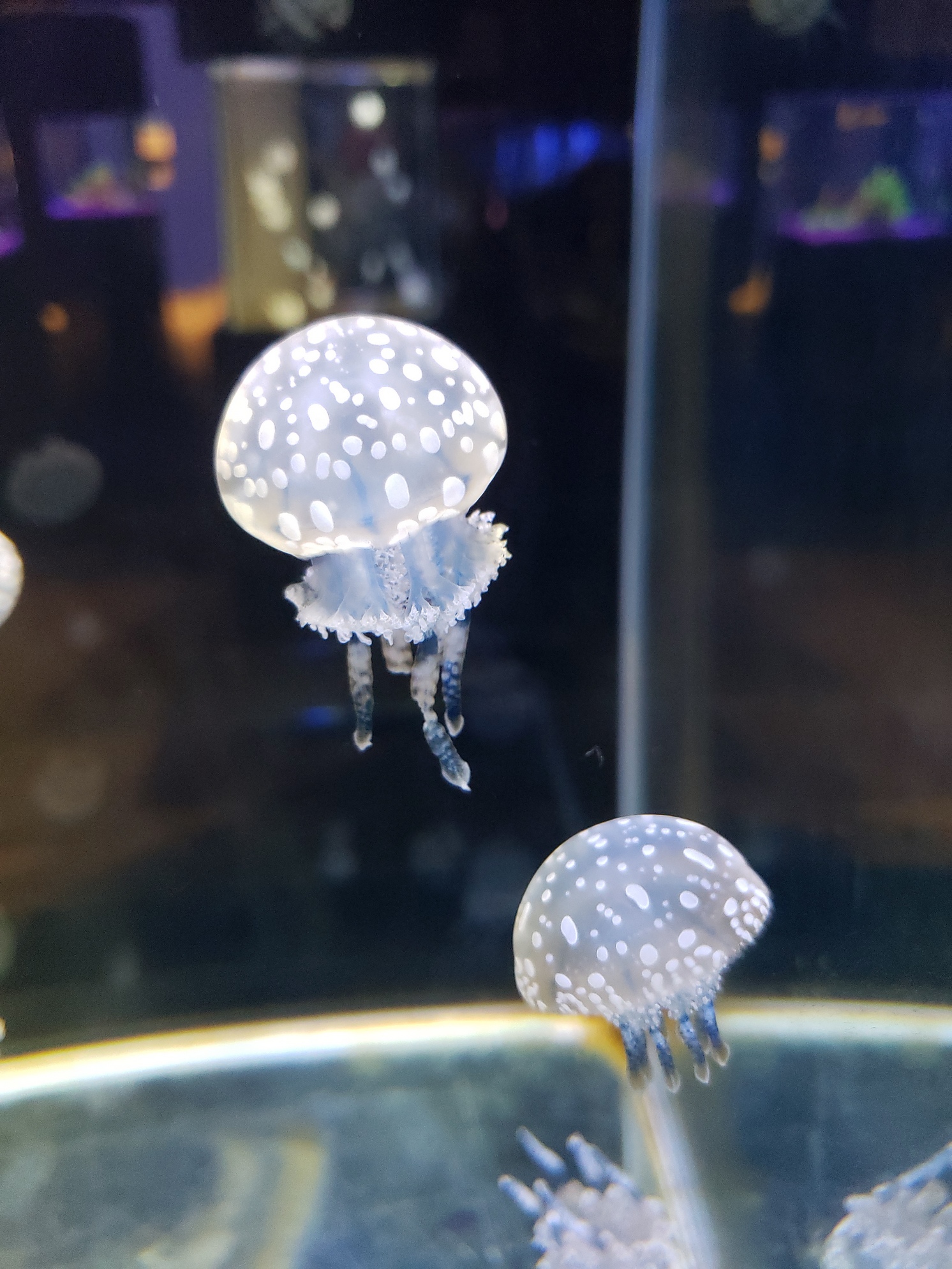 沖縄の海とサンゴ礁の水族館 Twitter Search Twitter