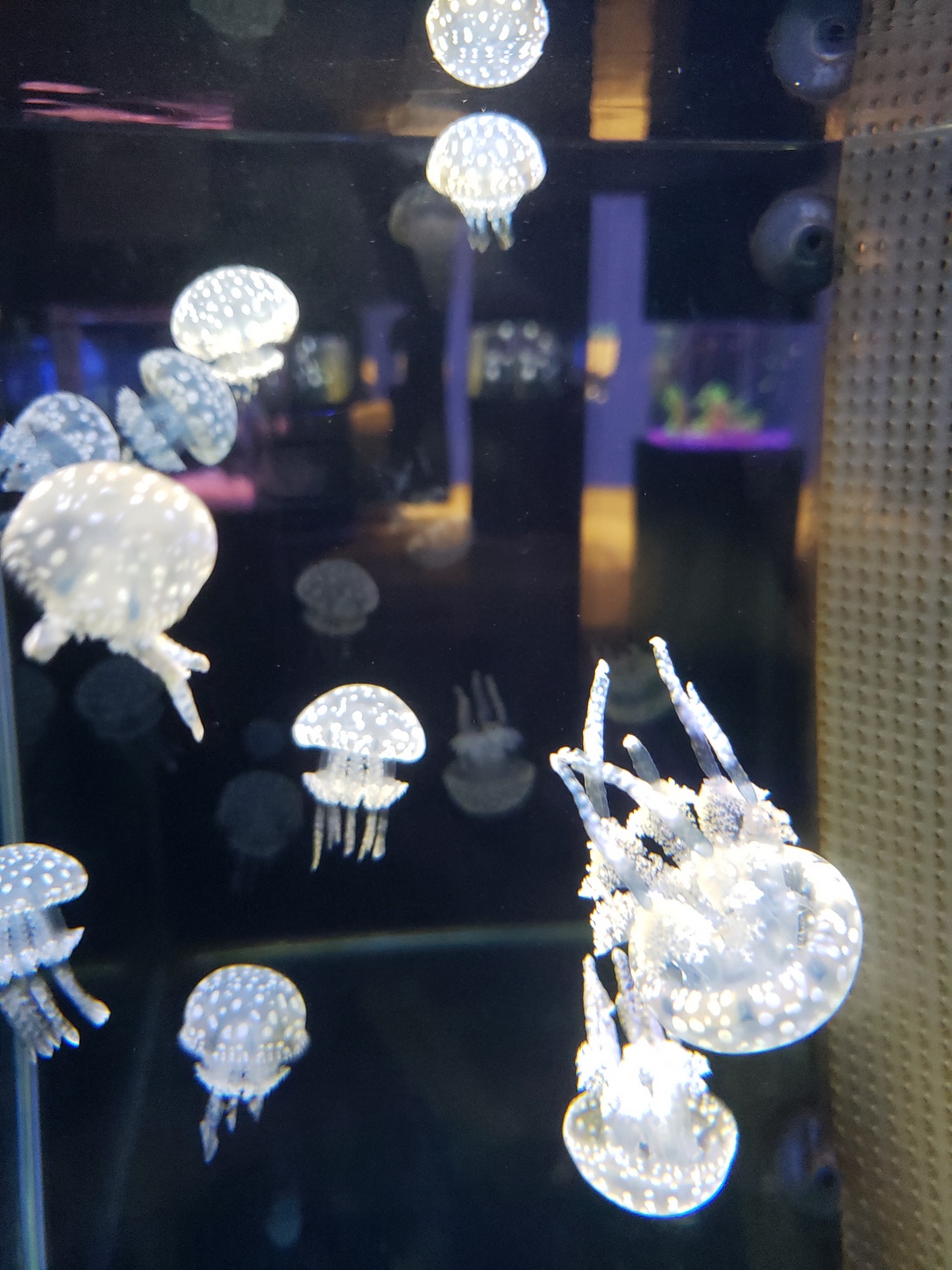 沖縄の海とサンゴ礁の水族館 Twitter Search Twitter