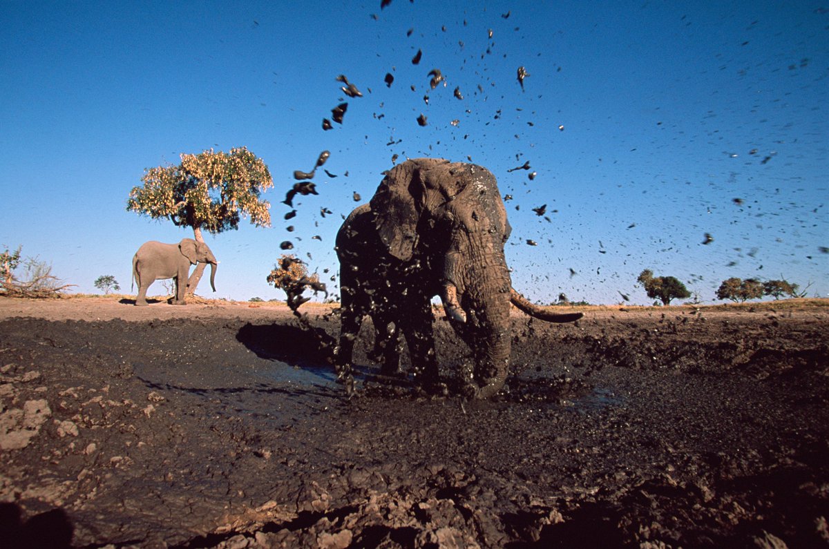 Wereld Natuur Fonds tweet media