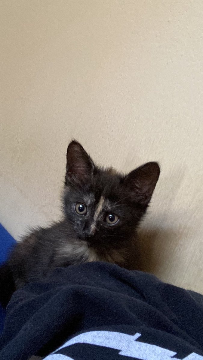 I just got a cat and with this yuumi on me i will finally get the last 50lp for grandmaster 🥡