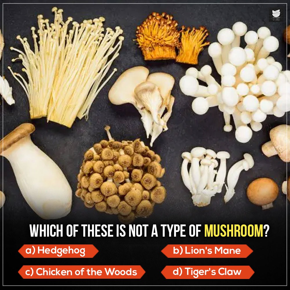 Get_Curried's tweet photo. Do you know?

#mushroom #mushrooms #typesofmushrooms https://t.co/oyeDek6DKY