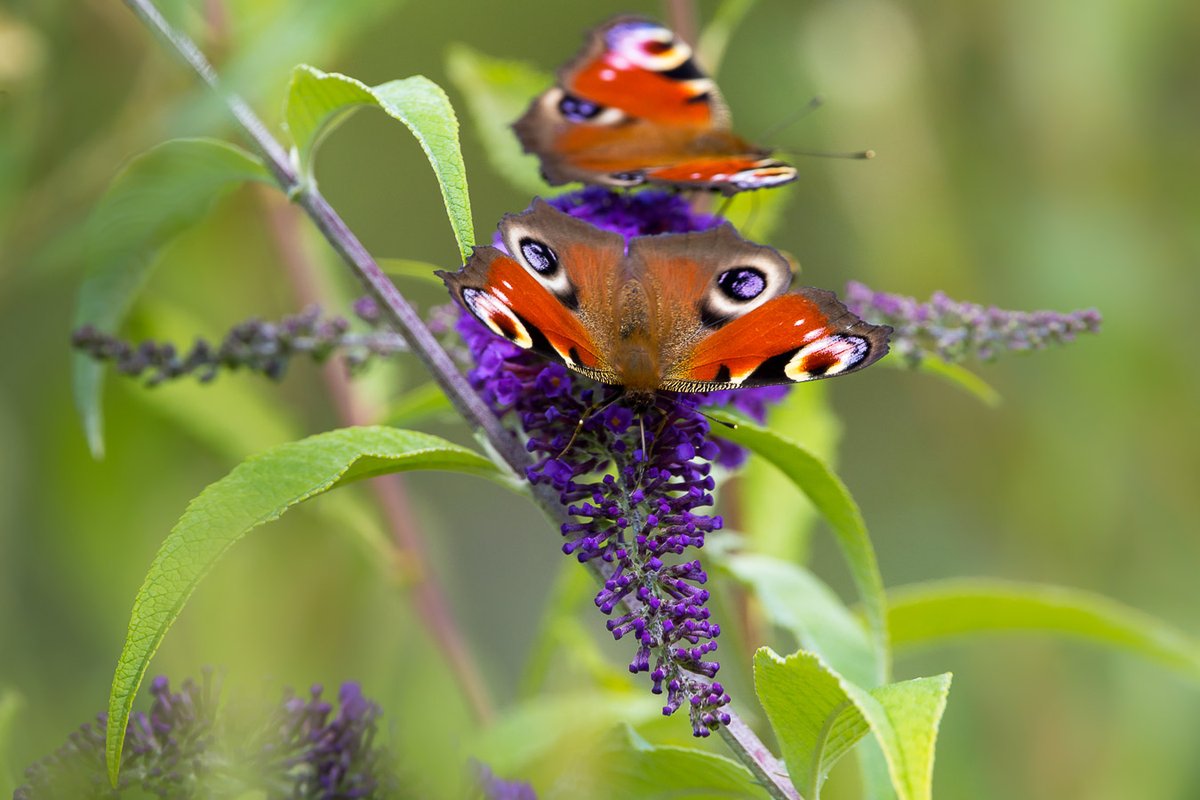 Peacock #butterflies (Aglais io) on buddleia flower, Caesar's Camp, Farnham, Surrey, UK, 4 August 2021.  #nature #insects 
@SurreyWT
@savebutterflies
 https://t.co/1YLSjcy381 https://t.co/6oUf2xYS6R