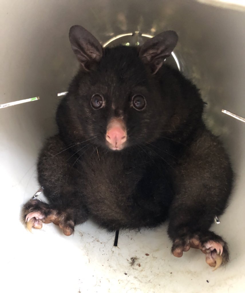davidghamilton1's tweet photo. Don’t be fooled by the fur colour, this 👇 is NOT a Tasmanian devil (though they seem to think they are)

Brushtail possums can just have very dark fur in Tasmania! #DevilFactThursDay https://t.co/W77Gp7bS7e