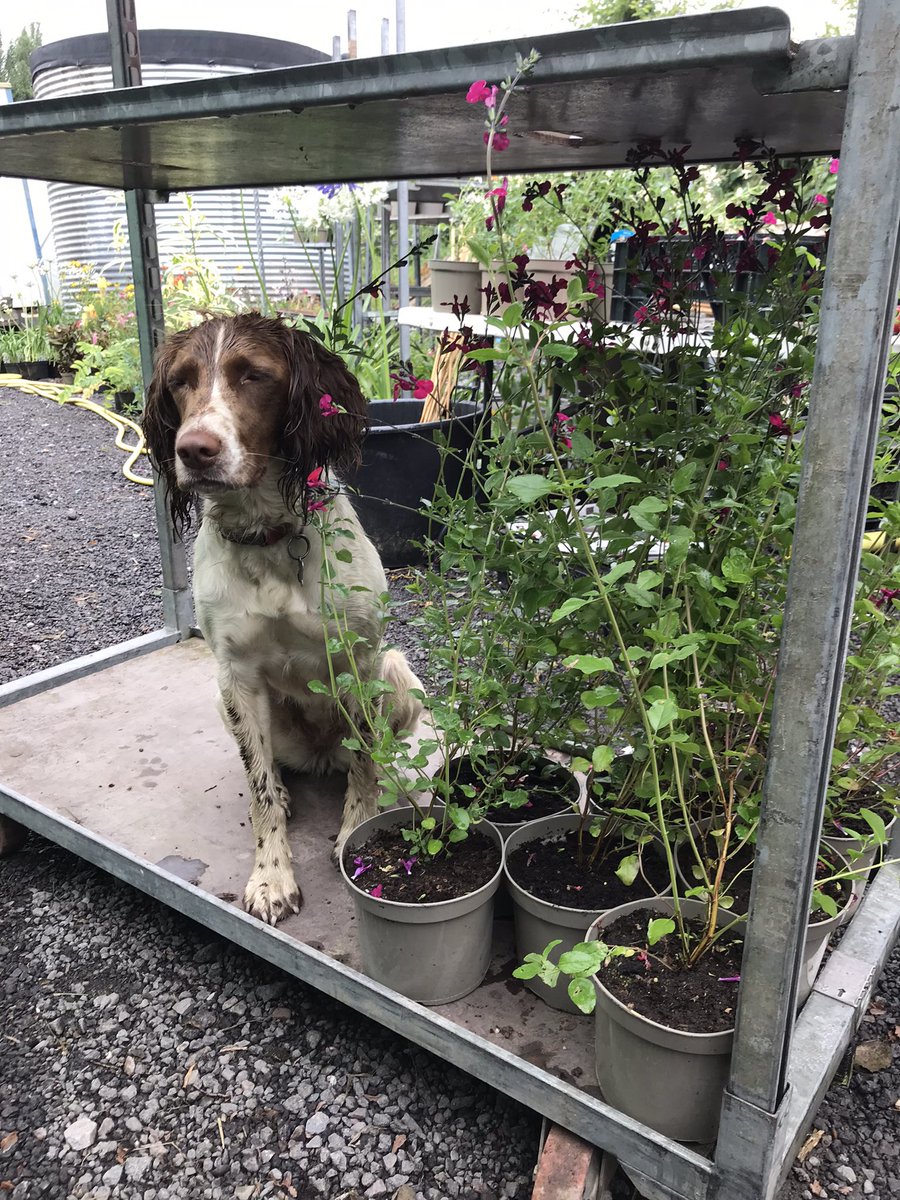 We are at Rhs Rosemoor garden show fri sat and sun and our spaniel is making sure we don’t leave her at home <a href="/RHS_Rosemoor/">RHS Garden Rosemoor</a> #devon #springer #Spaniel