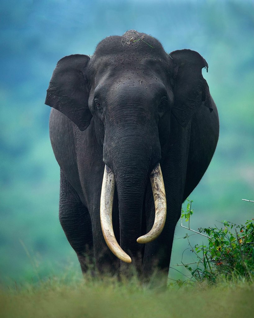 MithunH5's tweet photo. It’s time to celebrate this magnificent pachyderm on #WorldElephantDay https://t.co/6o7CJCzpB5