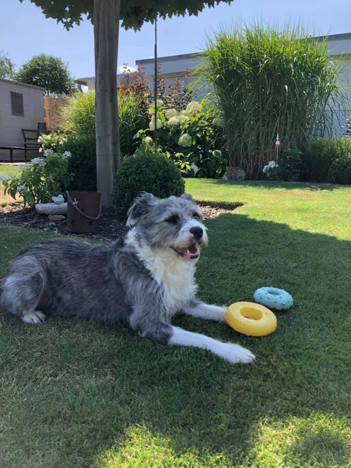 ProDogRomania's tweet image. SELMA war so unglücklich in den Vetkennels von Bucov....und nun schaut, wie es ihr heute geht 🥰