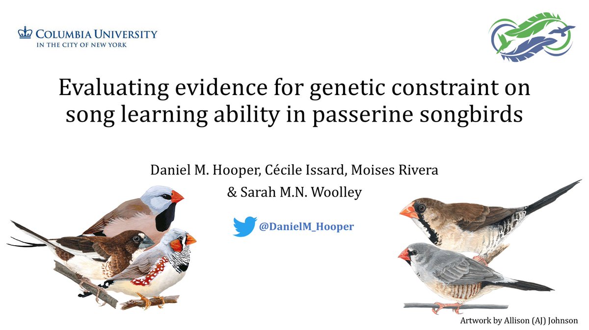 DanielM_Hooper's tweet image. Very excited to share some results of our research into genetic constraint on song learning in songbirds this morning at #2021AOS_SCO