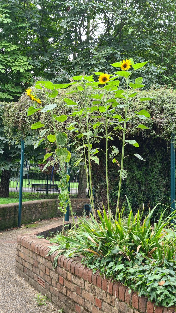 London is full of hidden green spaces, which makes it extra special. #greenshower #Vauxhall