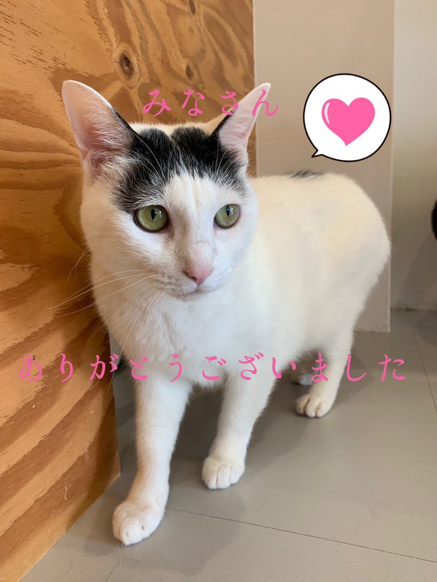 前回投稿の迷い猫さん、無事見つかりました‼️ご協力、ありがとうございました😊
#ブルーキャットカフェ #bluecatcafe #岡山 #問屋町 #猫 #猫カフェ