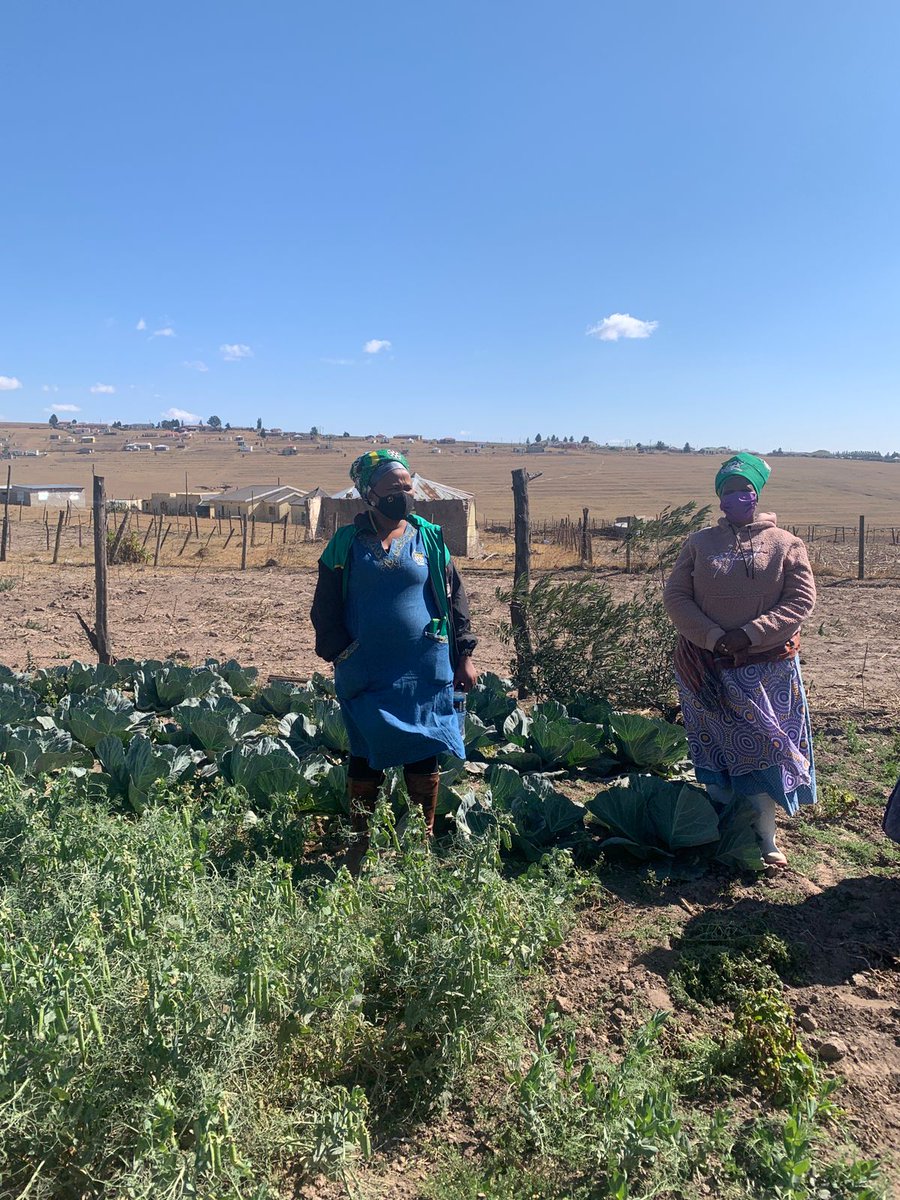 EyeGoddess2's tweet photo. This is what’s taking place right now in provinces, Backyard Food Gardens, in line with today’s programme of which includes discussions on Food Security

#Intersectionality
#ANCWLUmanyano
#WomensMonth
🖤💚💛 https://t.co/er1DiWLdpF