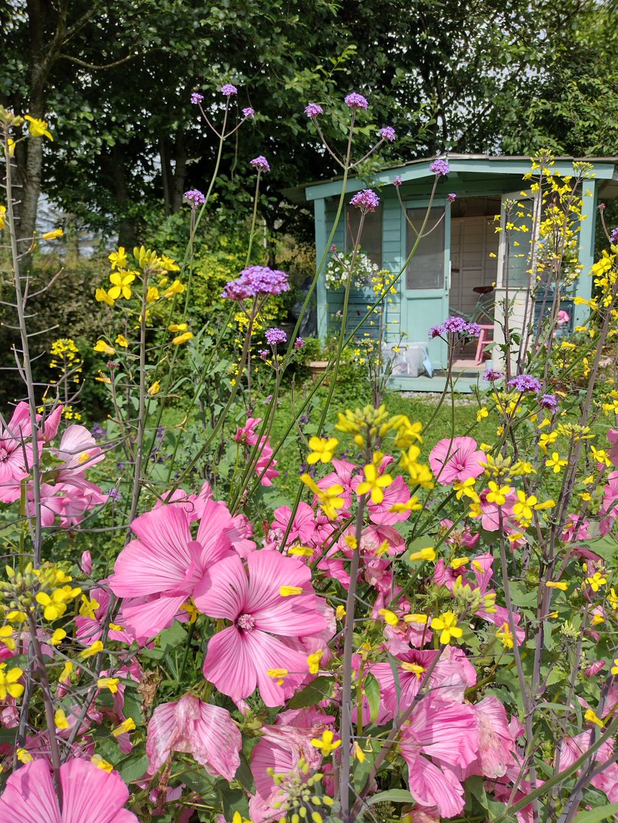 Few pics from around the garden...

#wildlifegarden #summergarden #marigold #dahlia #gardenchickens