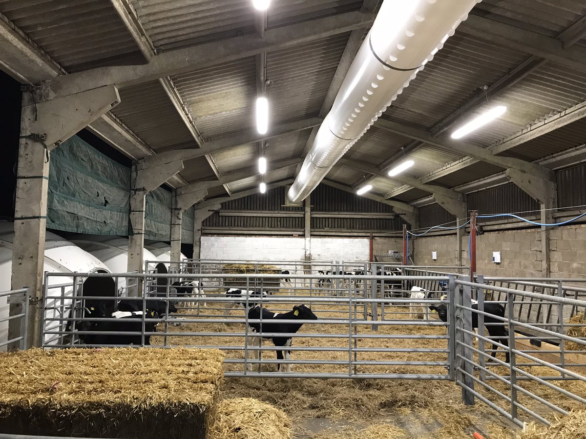 addisonslamb's tweet image. Big week this week! Straw all carted in for the first time ever on my own kit and calves coming back in now on 16hr days with the new lights and tube vent 👌👌#longtimecoming #firsttimefarmer #calfrearing