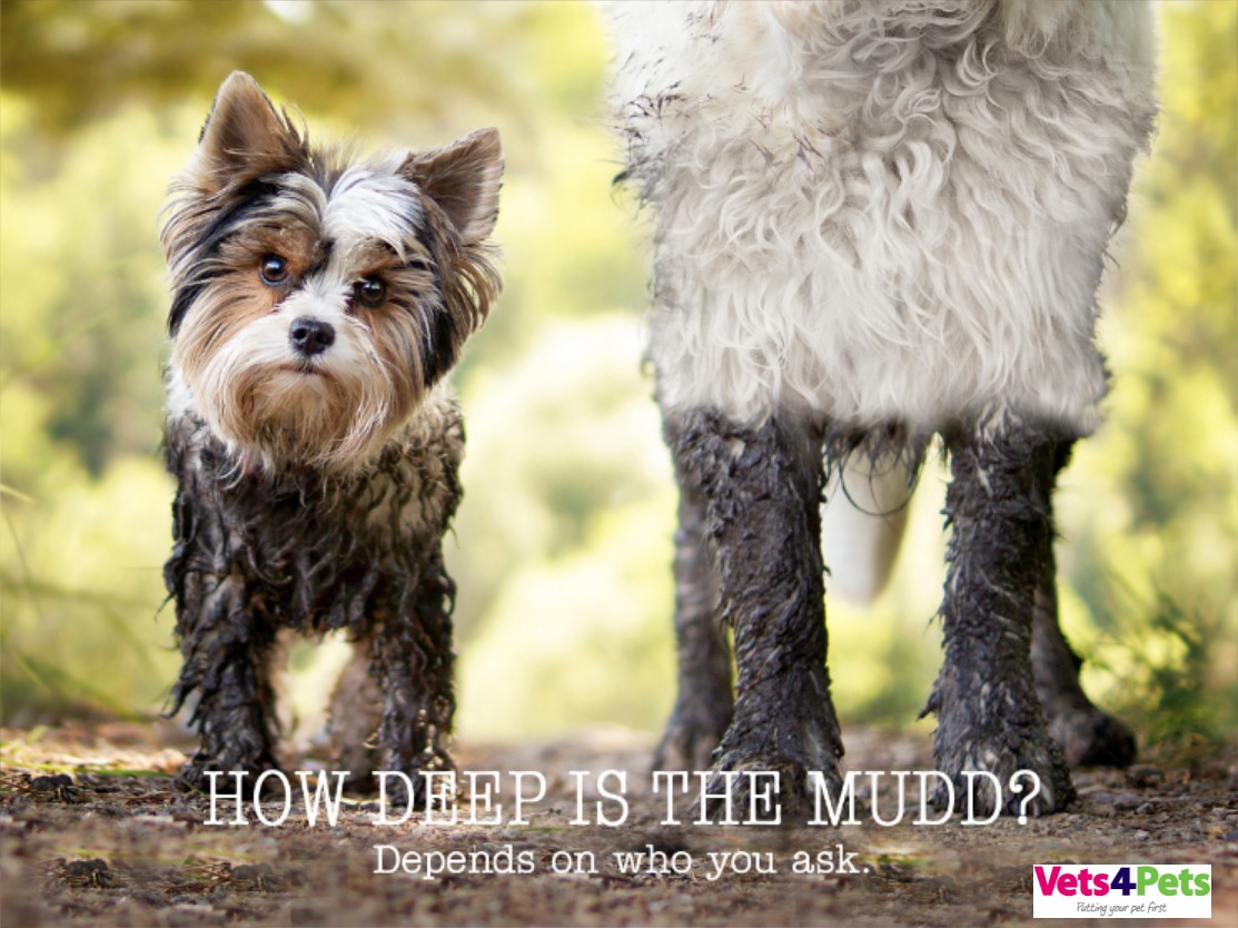 Vets4Pets Worcester (@v4pworcester) on Twitter photo 