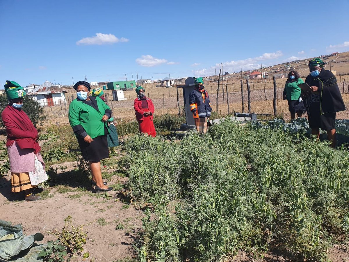 ANCWL_hq's tweet photo. This is what’s taking place right now in provinces, Backyard Food Gardens, in line with today’s programme of which includes discussions on Food Security

#Intersectionality
#ANCWLUmanyano
#WomensMonth
🖤💚💛 https://t.co/jgx7Phqs48