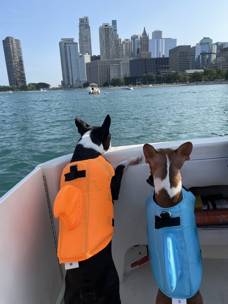 tadenk's tweet photo. Theee cutest little shark butts I ever did see 🥰🦈 #ChicagoPups https://t.co/vOU6uurjyi