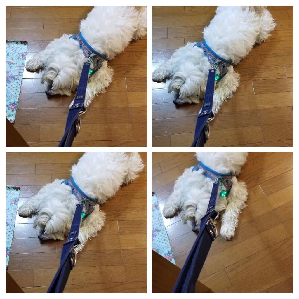 犬って素敵 チベタンテリア Mait Twitter