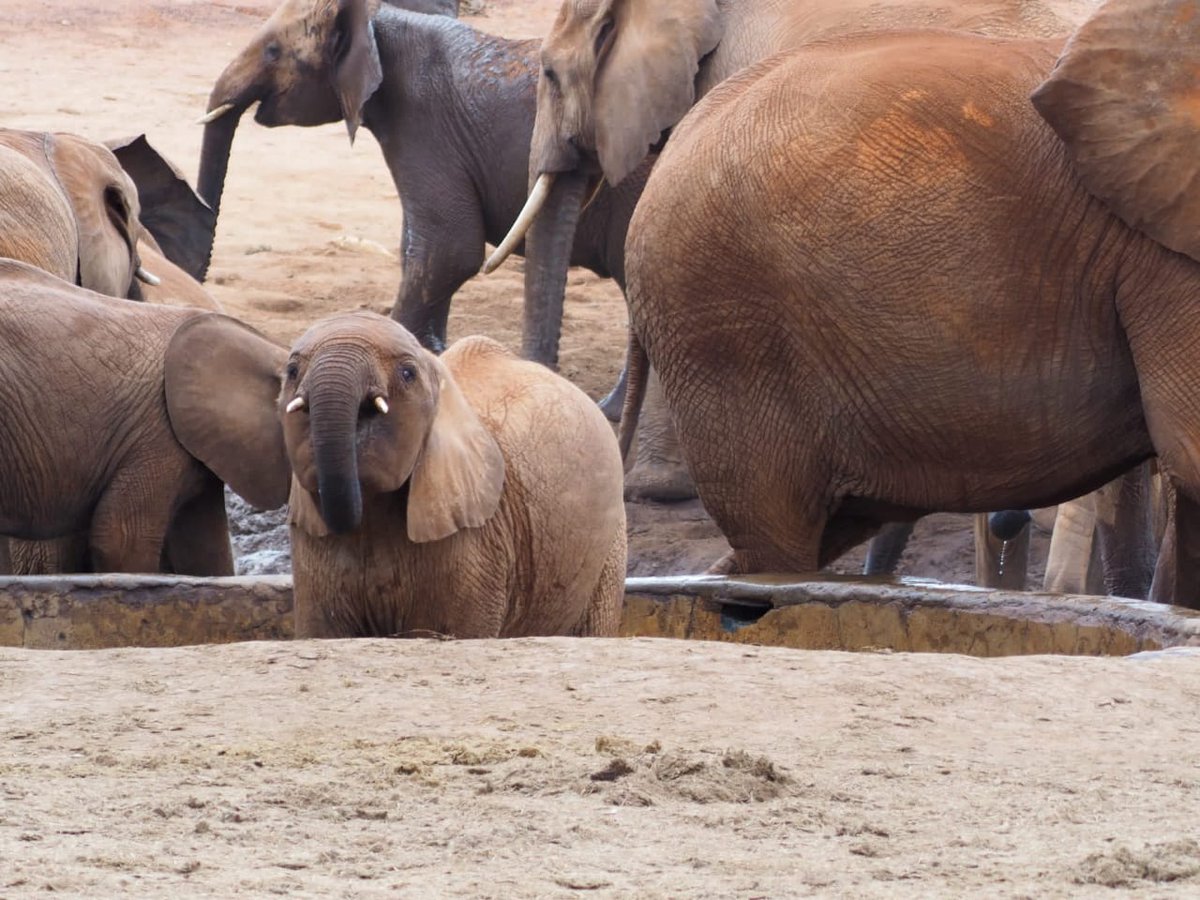 KilimaTravels's tweet photo. Today we celebrate the 10th annual World Elephant day. What would the earth be without these majestic animals?. 
Most loving &amp;intelligent animals with human traits. 
Let us all protect animals around the world from cruelty and suffering. https://t.co/O7Wr5lkUAQ