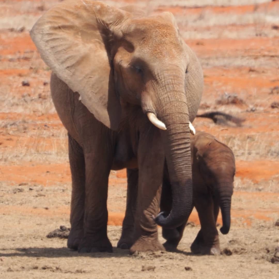 KilimaTravels's tweet photo. Today we celebrate the 10th annual World Elephant day. What would the earth be without these majestic animals?. 
Most loving &amp;intelligent animals with human traits. 
Let us all protect animals around the world from cruelty and suffering. https://t.co/O7Wr5lkUAQ