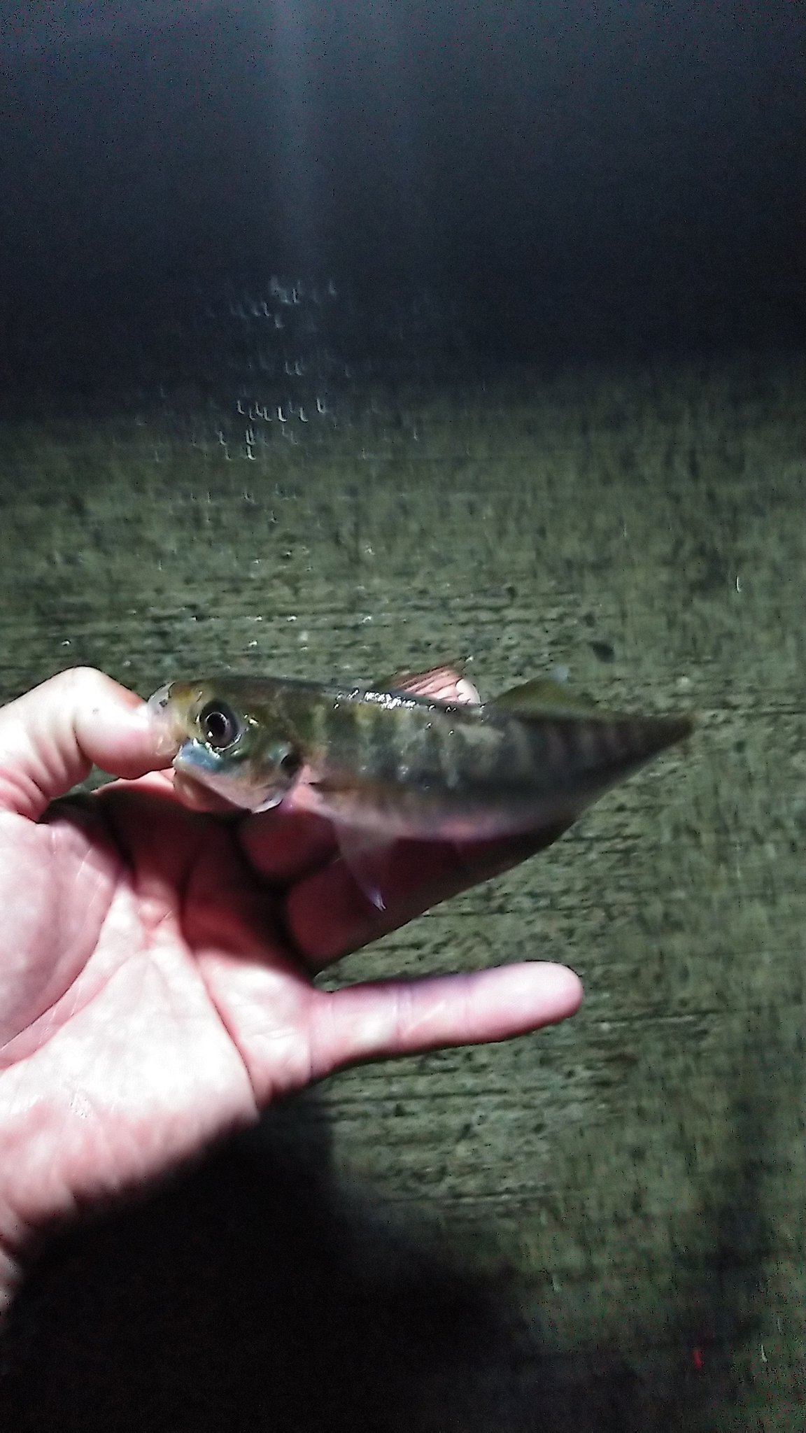 Ems 昨日の夜大津港に一人で釣りにいって参りまして 雨に打たれながらもサビキ釣りでアジ３１匹 サバ１匹と だいぶ楽しませて頂きました 海の近くに住みたいと初めて思いました 今年で40歳の夏 北茨城市 大津港 サビキ釣り 堤防釣り T Co