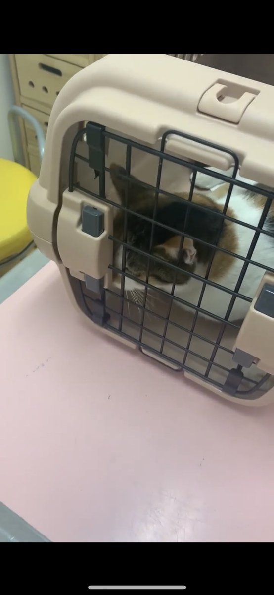 あの猫（旧TOKYO CAT VIDEO） tweet media