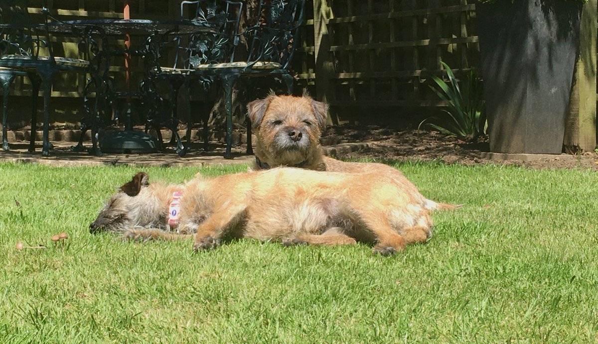 Chantallelouisa's tweet photo. @ProfNoelFitz We love you Keira 🐾🐾💛💛🐾🐾 https://t.co/mqvTOqr5LR