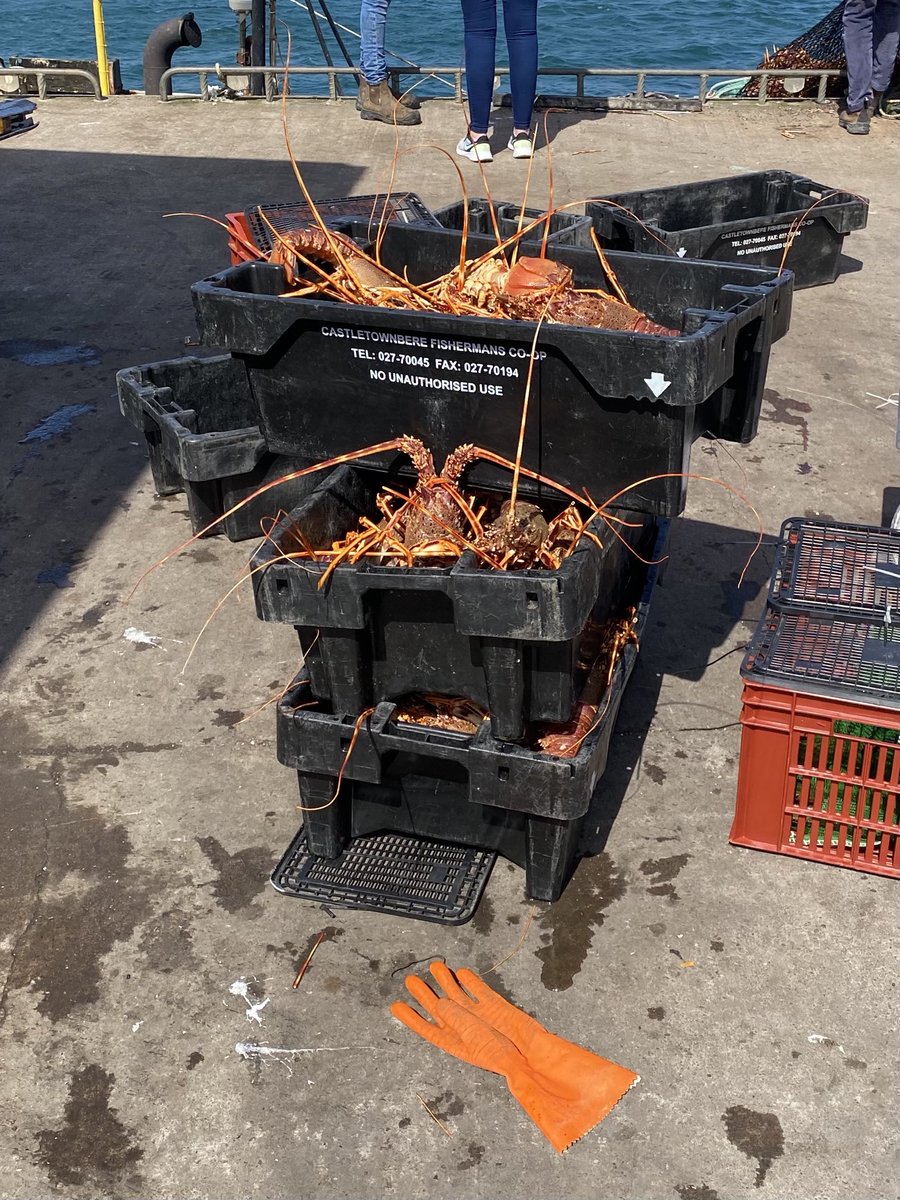 DeborahThreadgo's tweet image. Stunning morning driving the Atlantic Way around the Ring of Kerry. Short pitstop in the picturesque Portmagee watching the locals haul out a load of clacking lobsters in the harbour.. kids managed brownies and scones.. delicious.. despite a pile of pancakes for breakfast!!