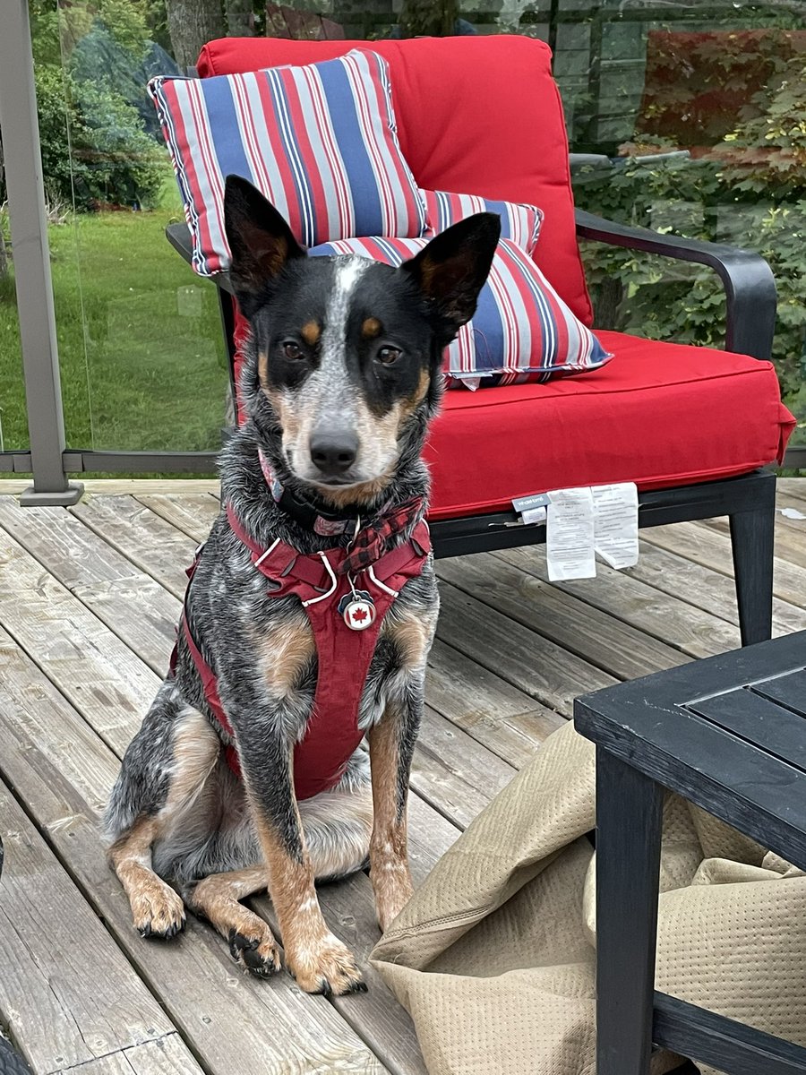 RescueKrew's tweet photo. Good morning from #NovaScotia #acd #cattledog #thursdaymorning https://t.co/vf21GqaKb3