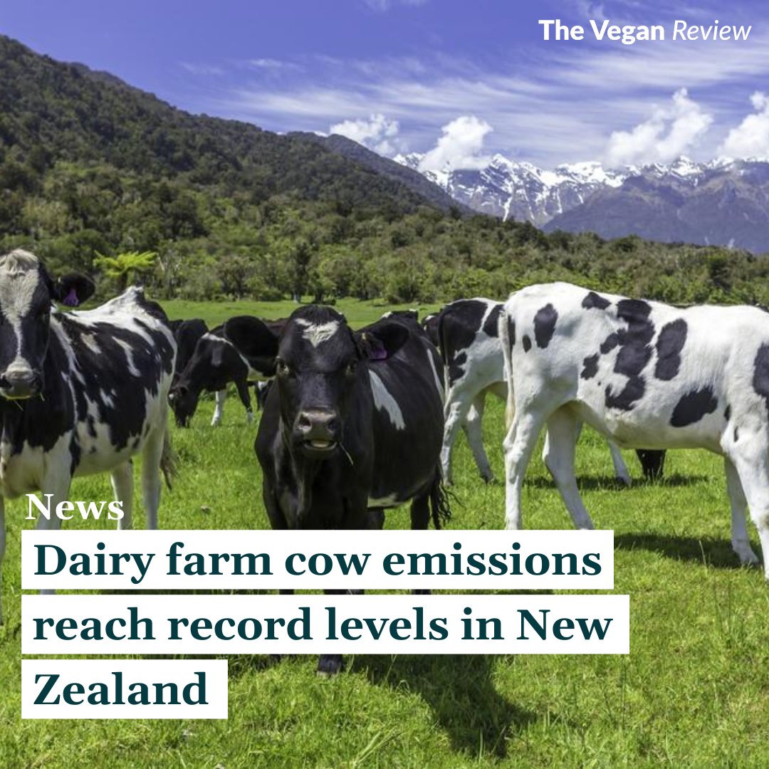 Greenhouse gas emissions from the dairy industry in New Zealand have hit an all-time high after a 3% rise in 2019, shows new data🌍

Read more here👇
l8r.it/sQvo

#vegannews #plantbasednews #vegan #plantbased #news #newzealand #newzealandemissions