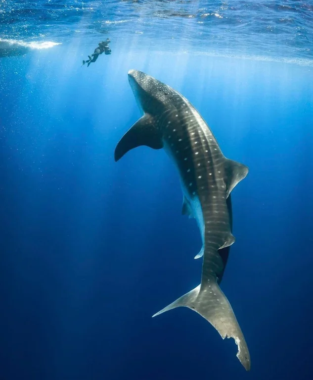 When born, whale sharks are only about 20" long : r/sharks