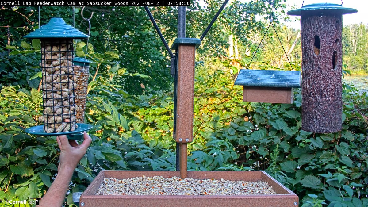 FeederWatch Cam tweet media