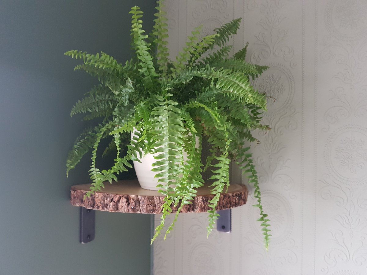 Original4UU's tweet photo. Look at this on eBay https://t.co/SzgYLYpNKY #cornershelf #rusticshelf #shelf #woodenshelf #woodenshelf #woodenshelf https://t.co/il2eDusILn