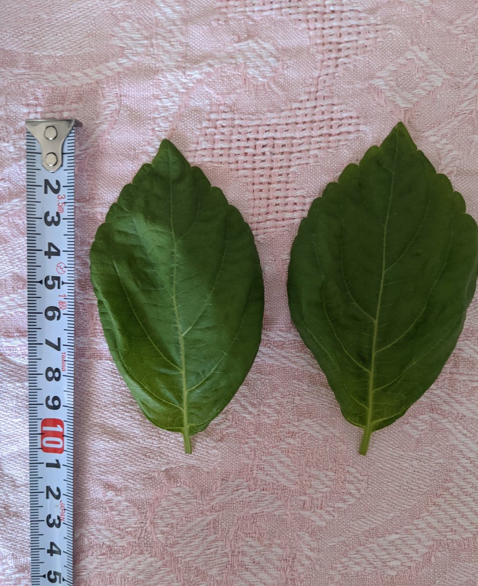 ট ইট র 紫蘇 হ য শট য গ