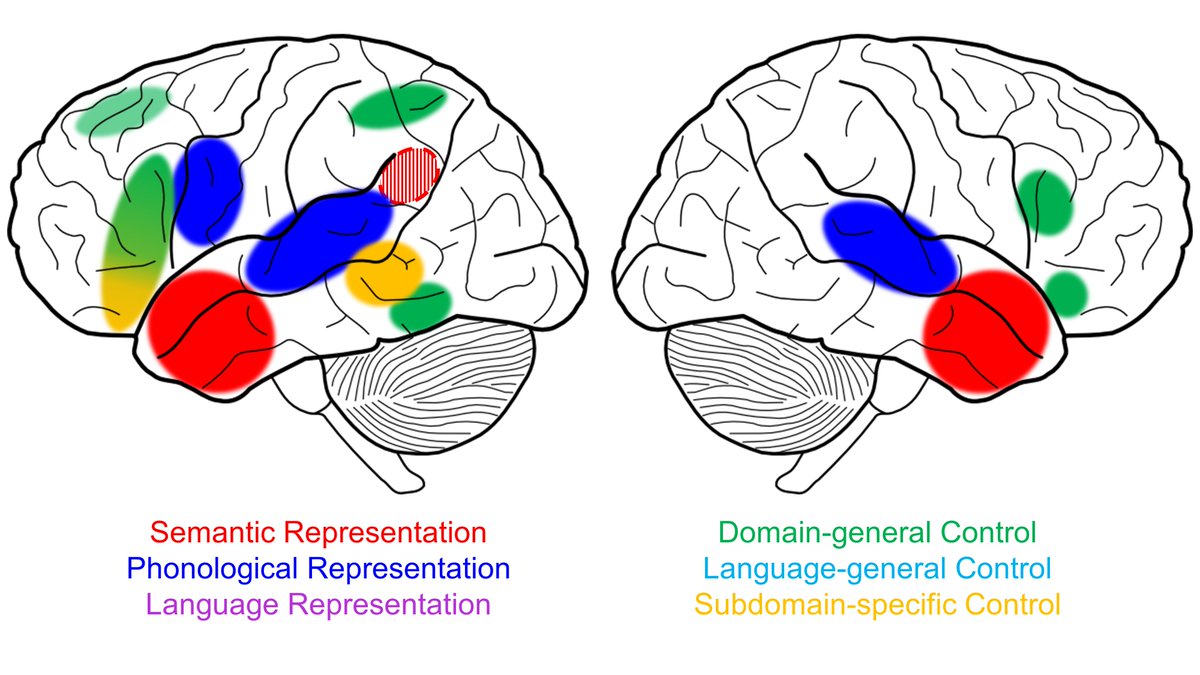 MRC Cognition and Brain Sciences Unit (@mrccbu) on Twitter photo A neuroimaging meta-analysis providing a new perspective on the way language is organised in the brain
doi.org/10.1016/j.neur…
<a href="/vicki_h1854/">Vicki Hodgson</a> <a href="/beckyJ_1989/">Becky Jackson</a> A neuroimaging meta-analysis providing a new perspective on the way language is organised in the brain
doi.org/10.1016/j.neur…
<a href="/vicki_h1854/">Vicki Hodgson</a> <a href="/beckyJ_1989/">Becky Jackson</a>