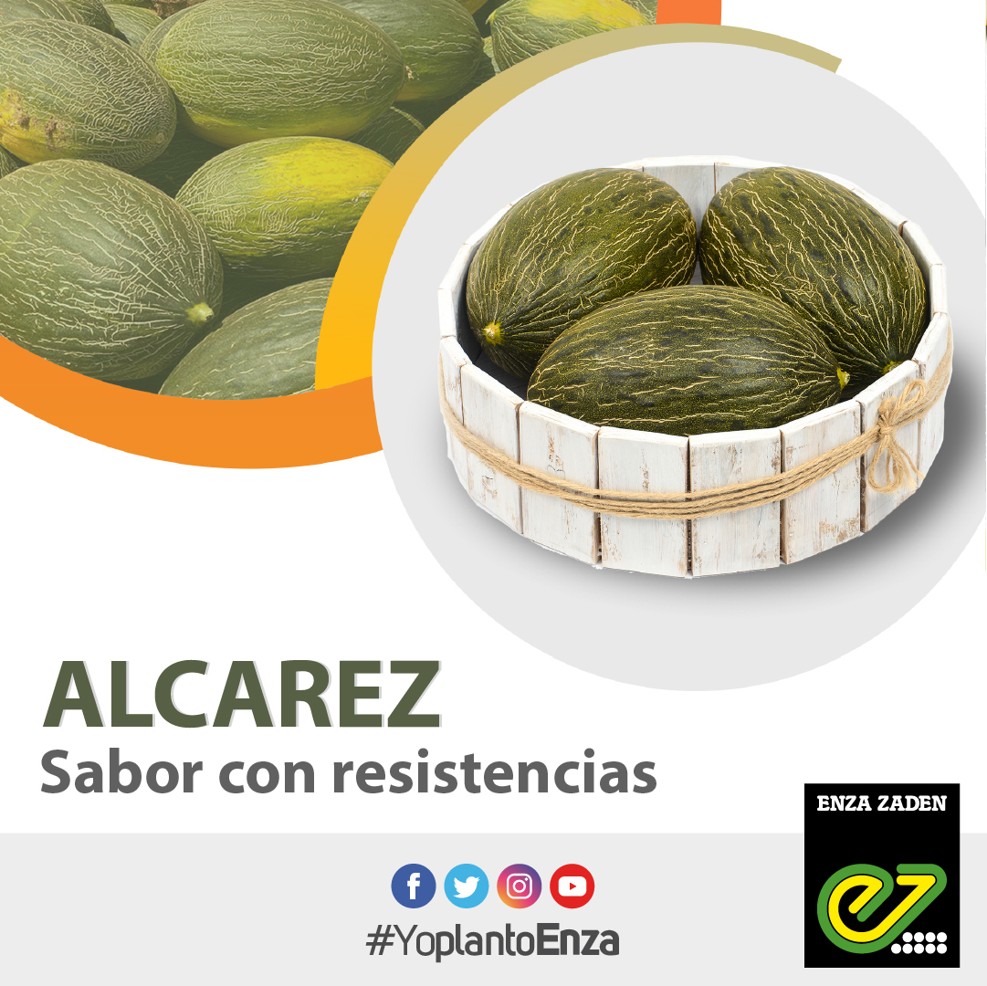 ExperienciasEZ's tweet photo. 𝐀𝐥𝐜𝐚𝐫𝐞𝐳 🍈
¡Sabor y calibre con resistencias en temprano para La Mancha!

#melon #semillasmelon #melonpieldesapo #pieldesapo #sabor #melonlamancha #lamancha #castillalamancha https://t.co/Wmhvb3Z2wx